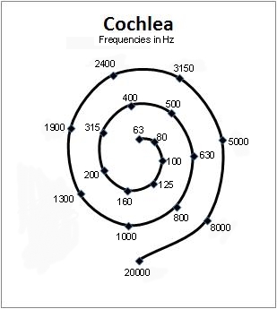 frequency diagram of cochlea
