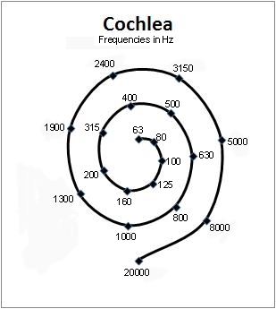 cochlea freqs