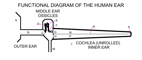 functional diagram of human ear