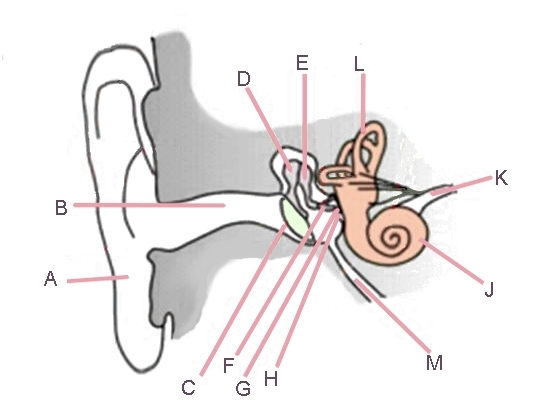 diagram of human ear
